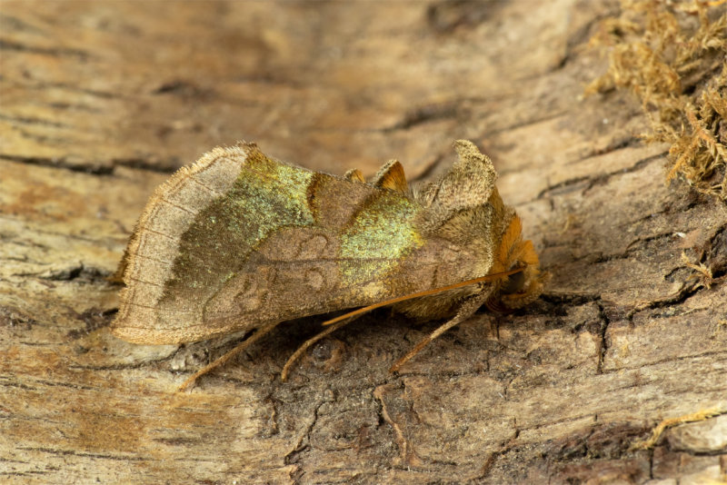 Week 23 - Moth - Burnished Brass.jpg