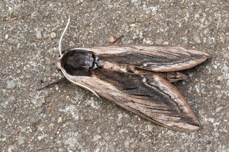 Week 23 - Moth - Privet Hawkmoth.jpg