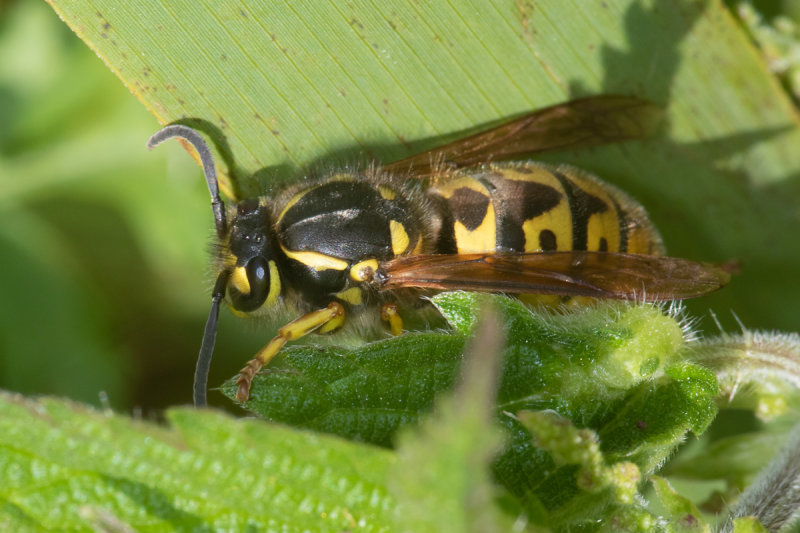 German Wasp - Vespula germanica 20/06/19.jpg