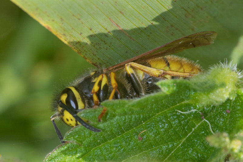 German Wasp - Vespula germanica 20/06/19_side.jpg