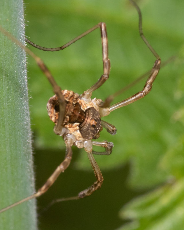 Harvestman - Mitopus - morio 20/06/19.jpg