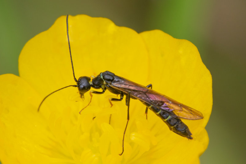 Sawfly - Calameuta filiformis 20/06/19.jpg