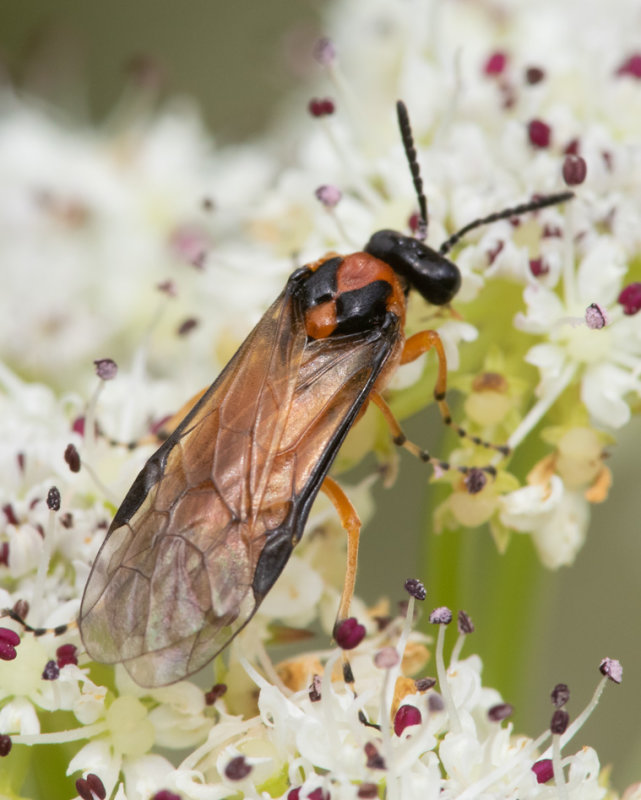 Turnip Sawfly - Athalia rosae 20/06/19.jpg