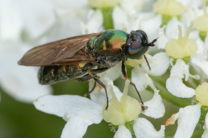 Broad Centurion Soldierfly - Chloromyia formosa female 20/06/19.jpg