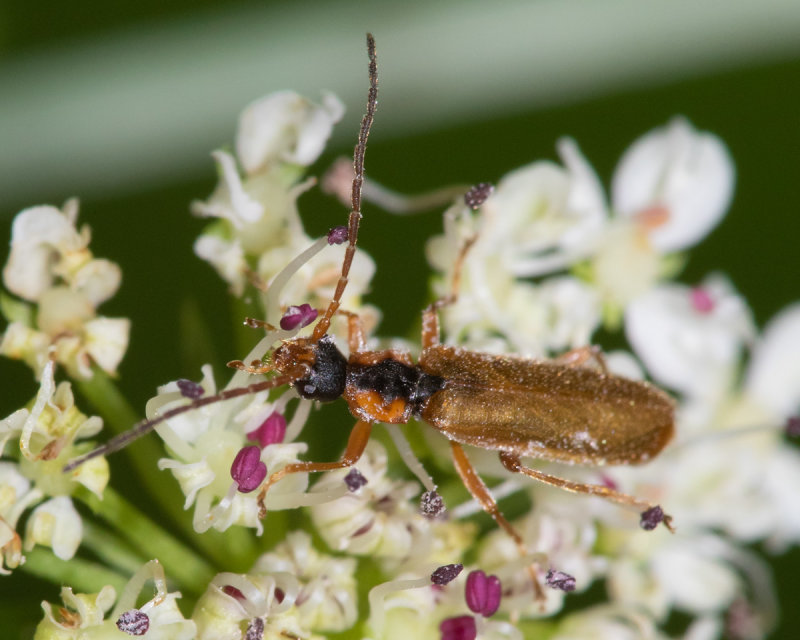 Cantharis decipiens 21/06/19 top.jpg