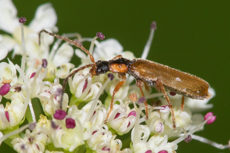 Cantharis decipiens 21/06/19 side.jpg