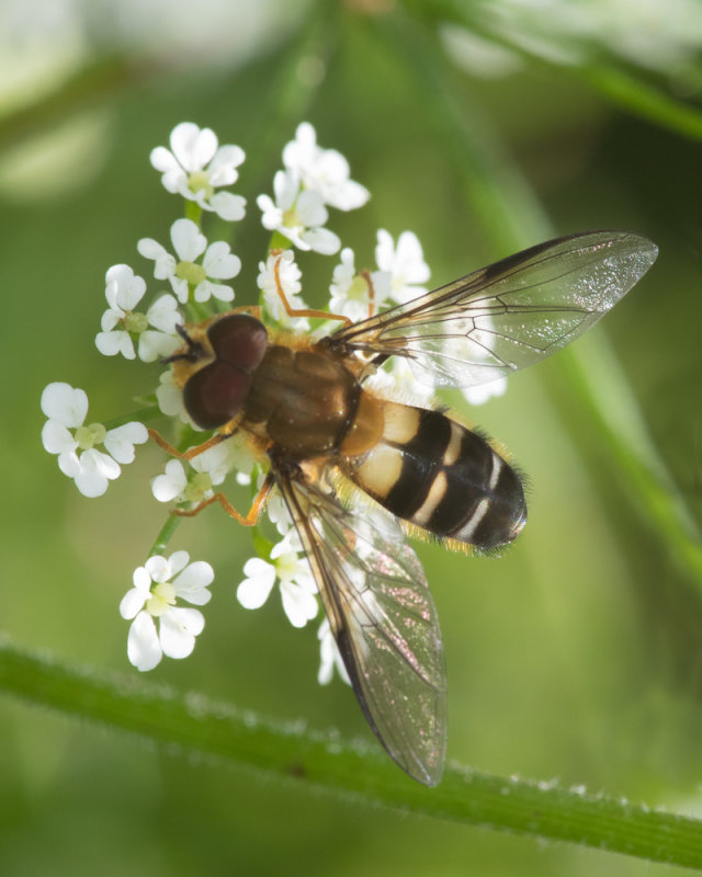 Leucozona glaucia 20/06/19.jpg