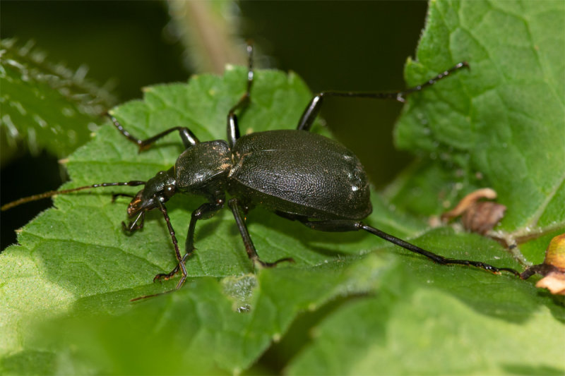 Cychrus caraboides 21/06/19.jpg