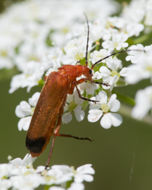 Common Red Soldier Beetle - Rhagonycha fulva 22/06/19.jpg