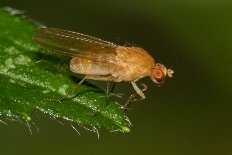 Meiosimyza platycephala prob 21/06/19.jpg