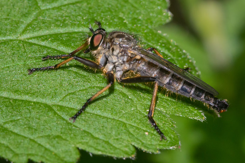Common Awl Robberfly - Neoitamus cyanurus m prob 21/06/19.jpg