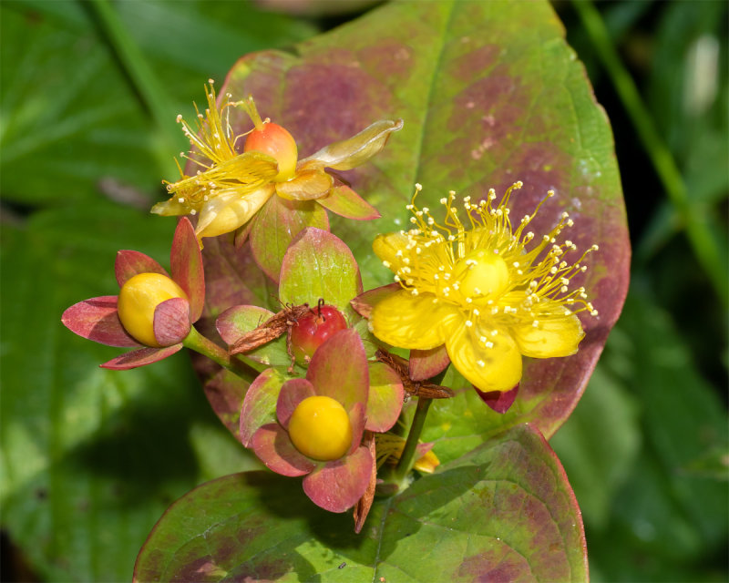 Tutsan - Hypericum androsaemum 22/06/19.jpg