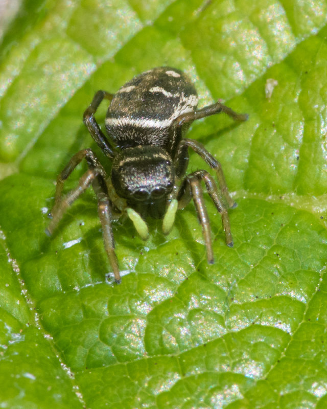 Jumping Spider - Heliophanus cupreus f 22/06/19.jpg