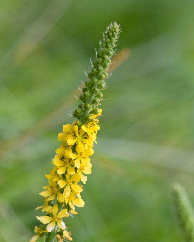 Agrimony - Agrimonia eupatoria 25/06/19.jpg