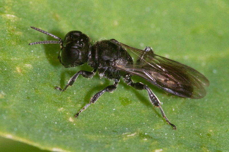 Crossocerus sp f 25/06/19.jpg