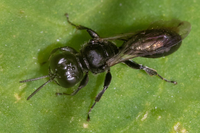 Crossocerus sp f 25/06/19 #2.jpg