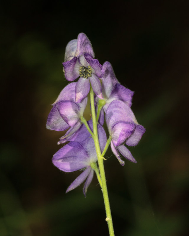 Week 24 Flowers - Monkshood.jpg