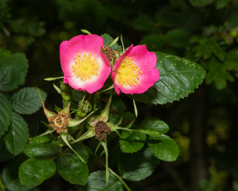 Week 24 - Flowers - Sweet Briar.jpg