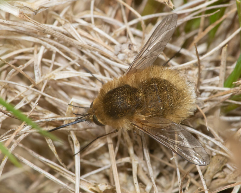 Western Bee Fly - Bombylius canescens 29/06/19 top view.jpg