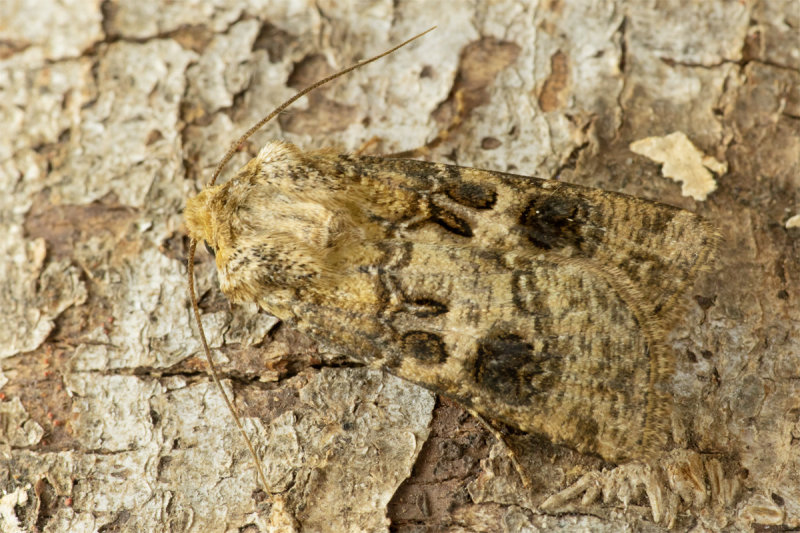 Heart & Club moth 29/06/19.jpg