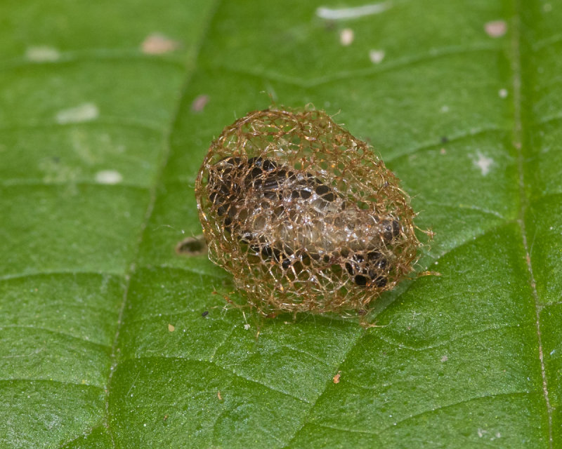 Weevil cocoon possibly Hypera pollux 20/06/19.jpg
