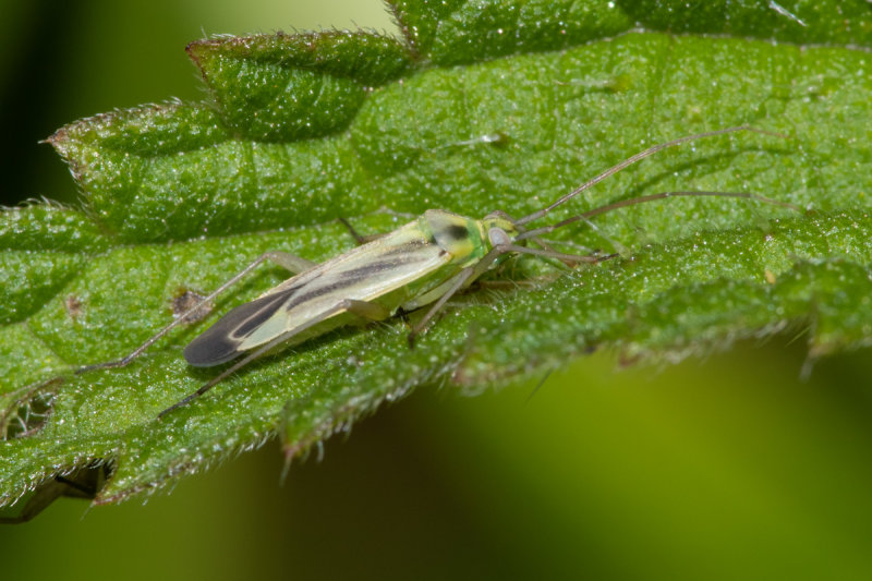 Stenotus binotatus 01/07/19.jpg