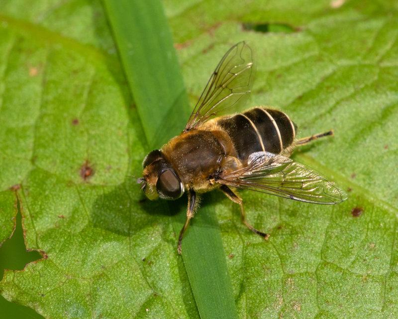 Eristalis nemorum f 29/06/19.jpg