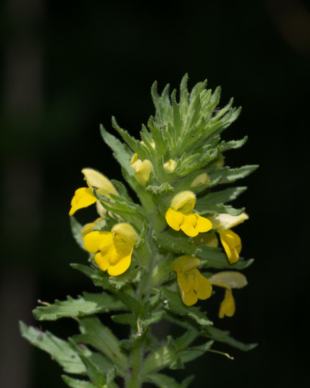 Yellow Bartsia - Parentucellia viscosa 03/07/19.jpg