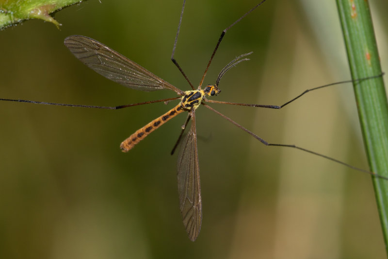 Cranefly - Nephrotoma flavescens m 05/07/19.jpg