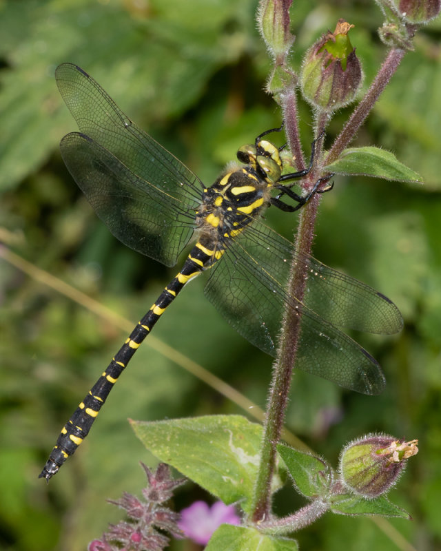Golden-ringed Dragonfly - Cordulegaster boltonii m 05/07/19.jpg
