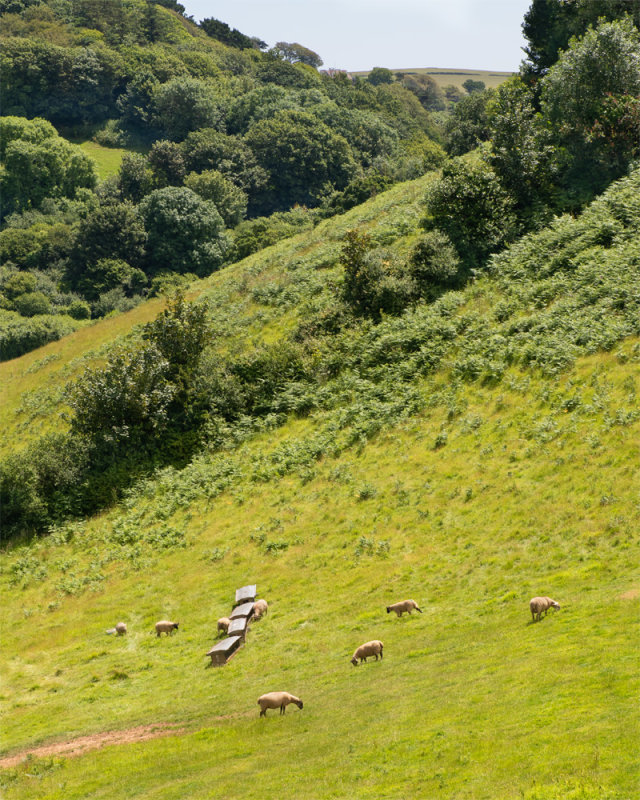 Week 26 - Sheep feeding at North Sands Valley.jpg
