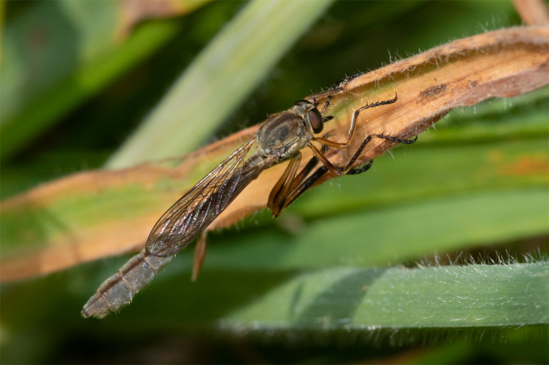 Striped Slender Robberfly - Leptogaster cylindrica 09/07/19.jpg