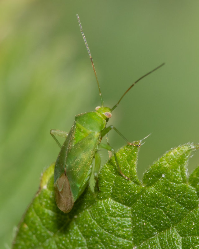 Common Green Capsid - Lygocoris pabulinus 10/07/19.jpg