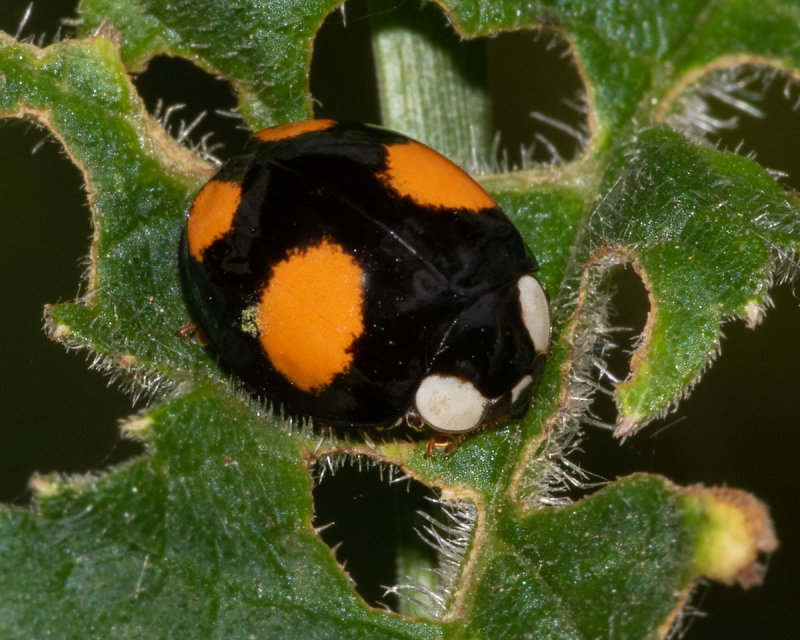 Harlequin Ladybird - Harmonia axyridis sceptabilis form variation 10/07/19.jpg