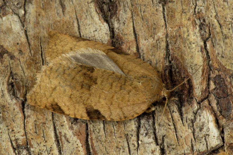 Micro Moth - Lozotaenia forsterana 09/07/19.jpg