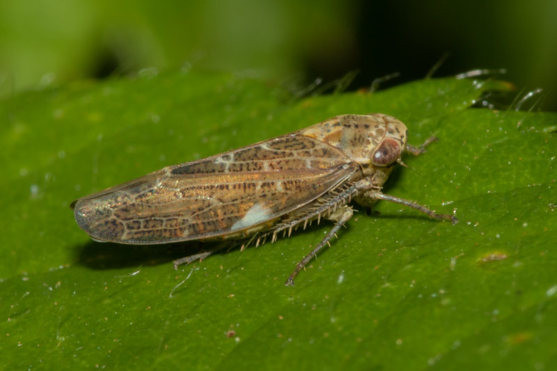 Leafhopper - Allygus modestus probably 03/07/19.jpg