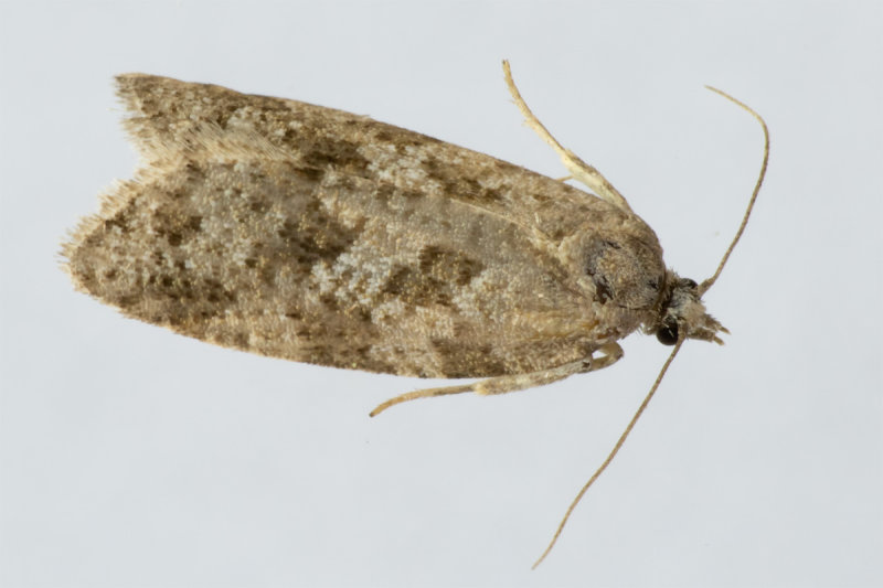 Micro Moth - Cnephasia agg 09/07/19.jpg