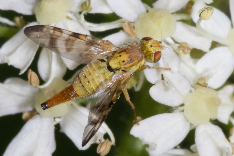 Picture-winged Fly - Terellia tussilaginis 12/07/19.jpg