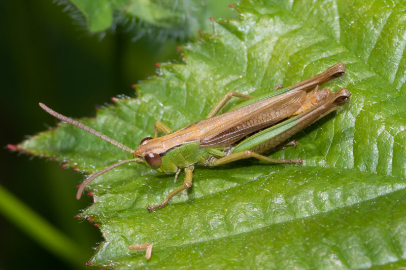 Meadow Grasshopper - Chorthippus parallelus 06/07/19.jpg