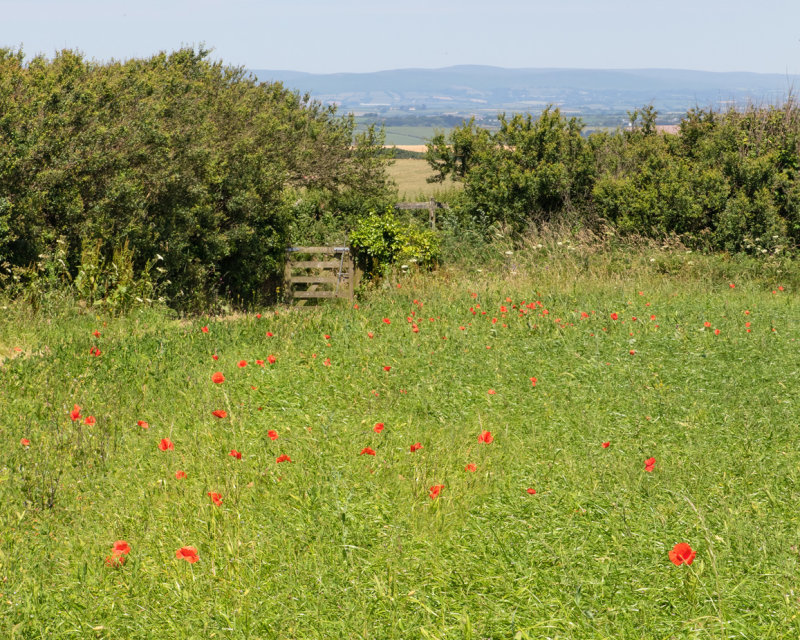 Week 27 - Poppies at Southdown Farm #2.jpg