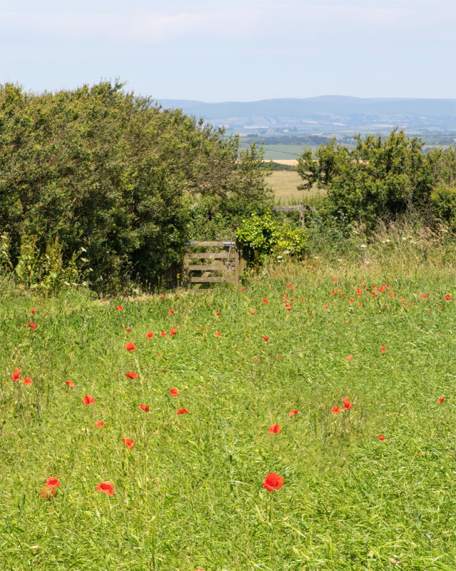 Week 27 - Poppies at Southdown Farm.jpg