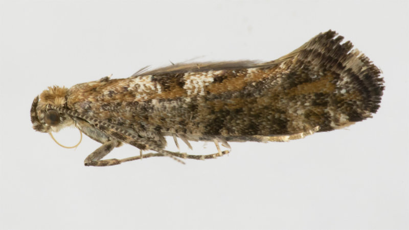 Leek Moth - Acrolepiopsis assectella 14/07/19.jpg