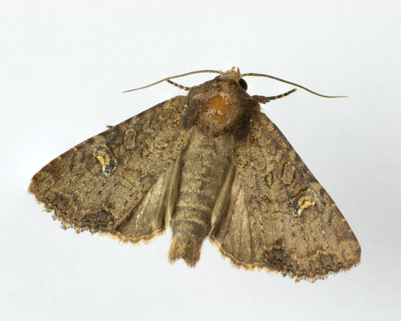 Common Rustic Moth 20/07/19.jpg
