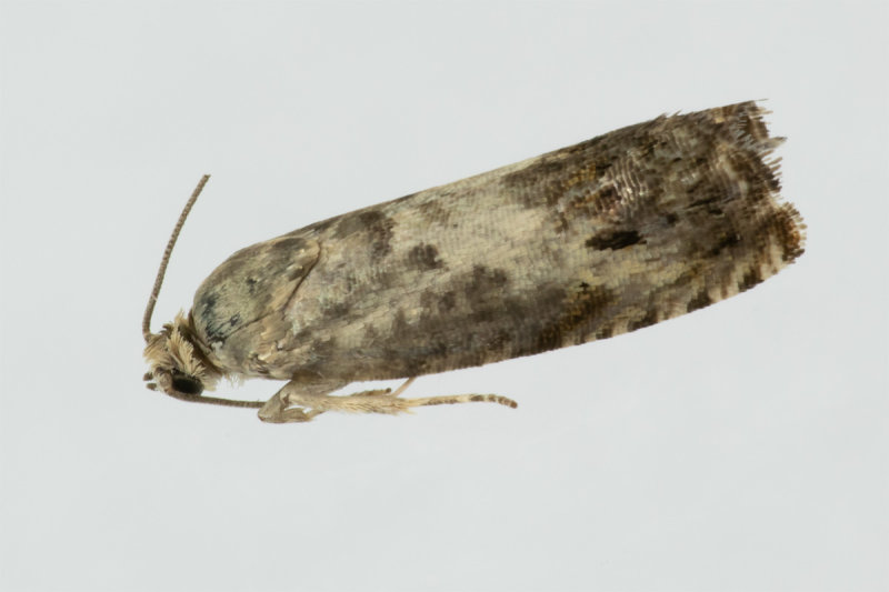 Micro Moth - Pammene fasciana 20/07/19.jpg