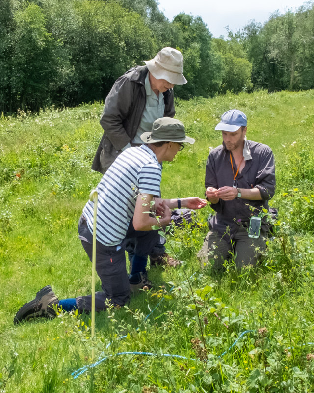 Week 28 - Andrews Wood Plant Survey 20/07/19 #3.jpg