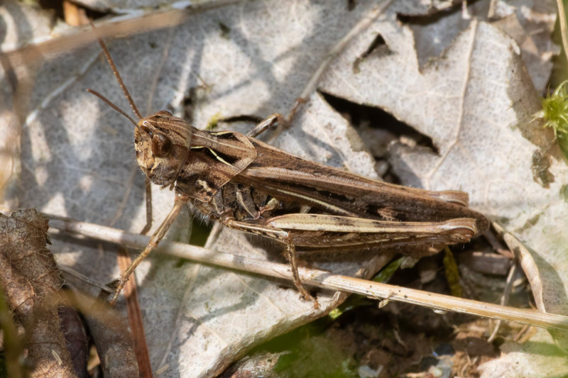 Field Grasshopper - Chorthippus brunneus 25/07/19.jpg