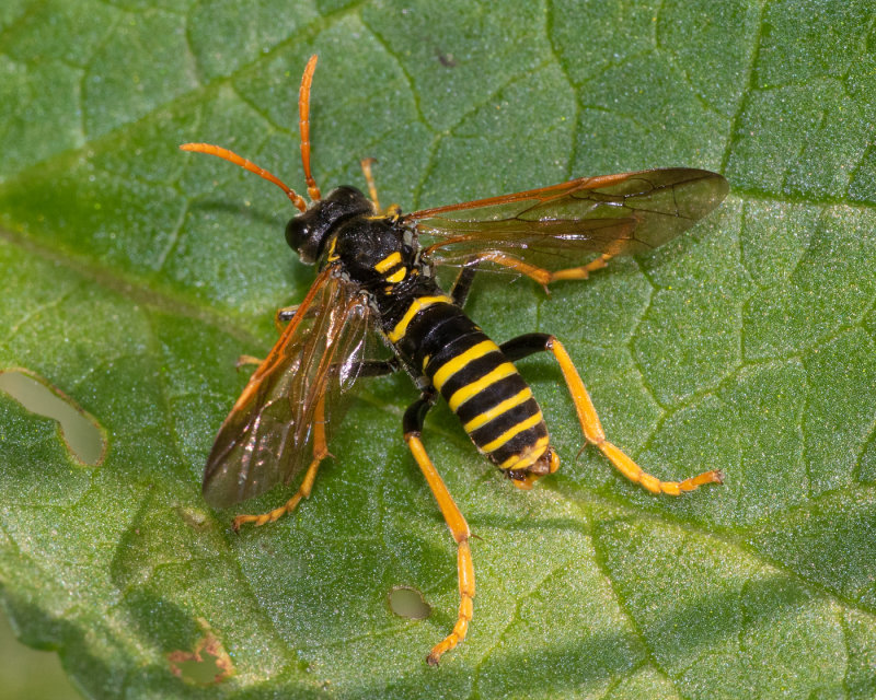 Figwort Sawfly - Tenthredo scrophulariae 25/07/19_top.jpg