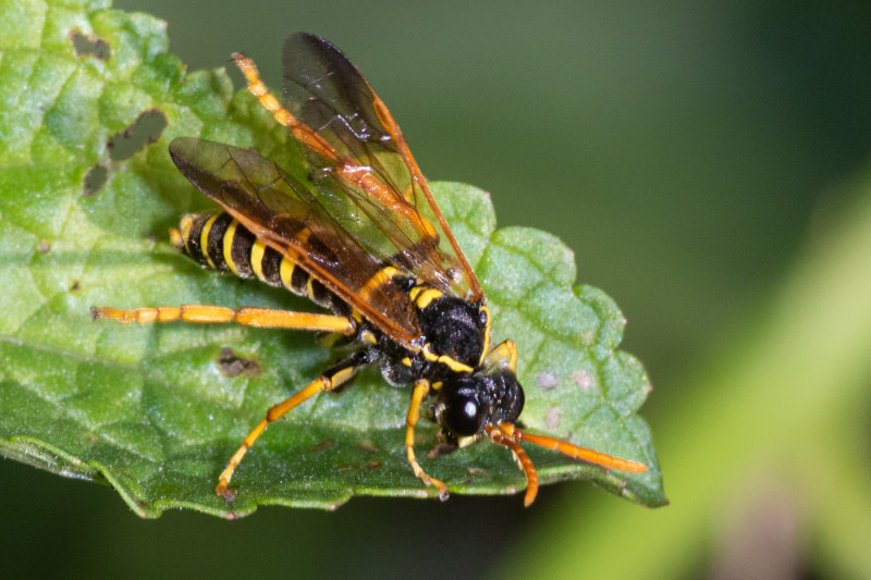 Figwort Sawfly - Tenthredo scrophulariae 25/07/19.jpg