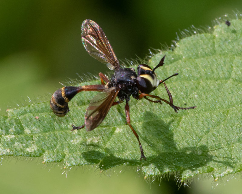 Thick-headed Fly - Physocephala rufipes 25/07/19.jpg