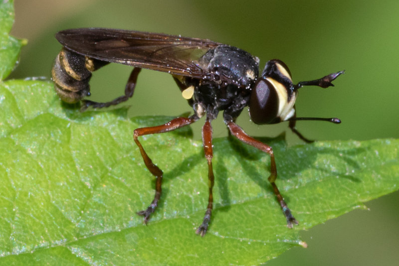 Thick- headed Fly - Physocephala rufipes 25/07/19 side.jpg